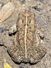 Anaxyrus fowleri