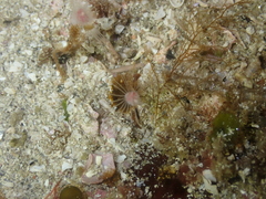 Ectopleura marina