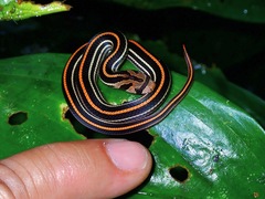 Oligodon octolineatus