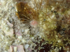 Ectopleura marina