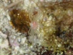Ectopleura marina