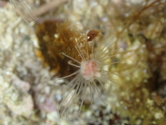 Ectopleura marina