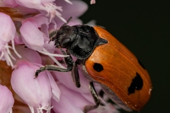 Clytra quadripunctata