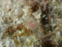 Ectopleura marina