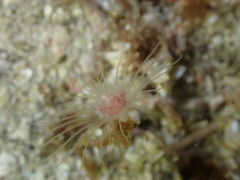 Ectopleura marina