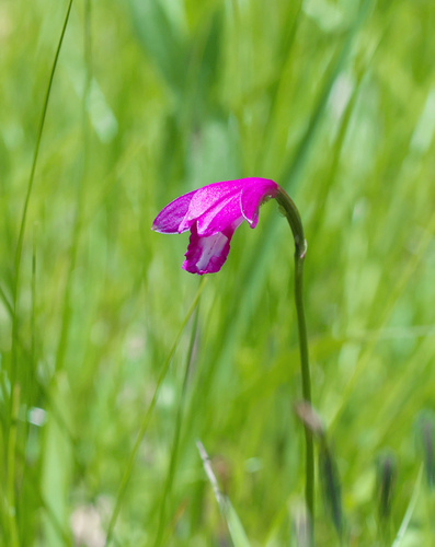 Eleorchis japonica iNat (3)