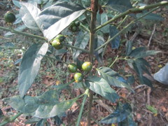 Mitriostigma axillare