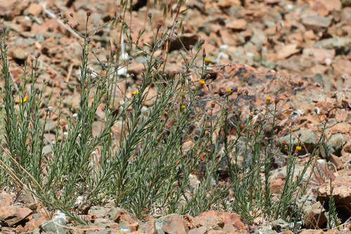 rockloving erigeron (Erigeron petrophilus)