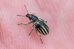 Sciaphobus vittatus