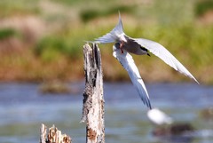 Sterna hirundo longipennis