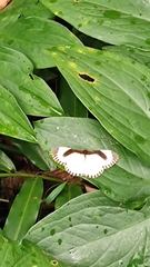 Melanothrix