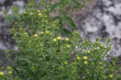 Pentanema spiraeifolium