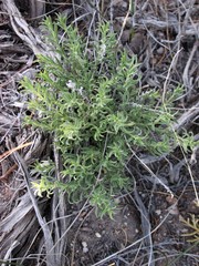 Ericameria suffruticosa