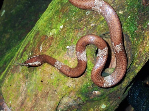 Photo of a Brown Wolf Snake (Lycodon effraenis)