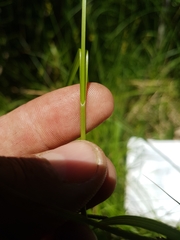 Carex wiegandii