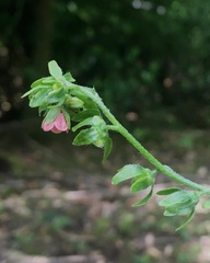 Cynoglossum germanicum
