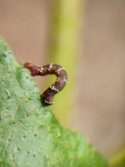 Lepidoptera