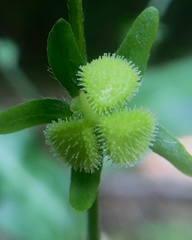 Cynoglossum germanicum