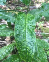 Cynoglossum germanicum