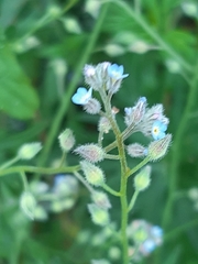 Myosotis arvensis