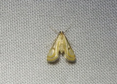 Tetrernia teminitis