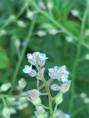 Myosotis arvensis