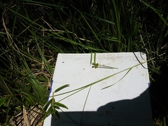 Carex wiegandii