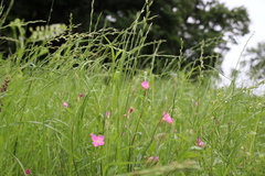 Oenothera rosea