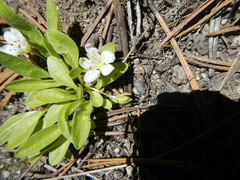 Hesperochiron pumilus