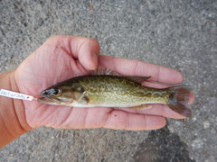 Micropterus treculii