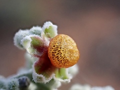 Chenopodium curvispicatum