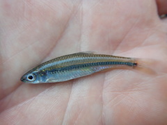 Notropis volucellus