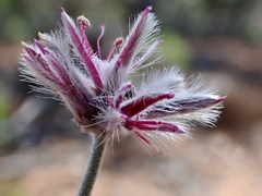 Ptilotus sessilifolius