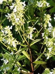 Stachys annua