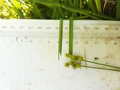 Carex wiegandii