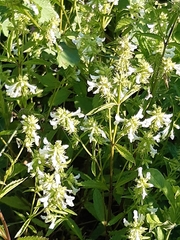 Stachys annua