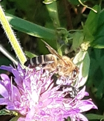 Apis mellifera