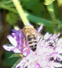 Apis mellifera