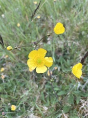 Ranunculus propinquus