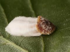 Pulvinaria hydrangeae