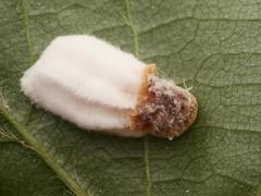 Pulvinaria hydrangeae