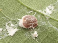 Pulvinaria hydrangeae