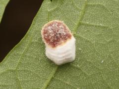 Pulvinaria hydrangeae