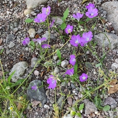 Legousia speculum-veneris