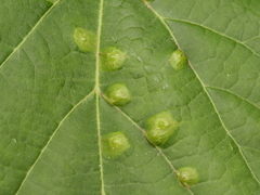 Didymomyia tiliacea