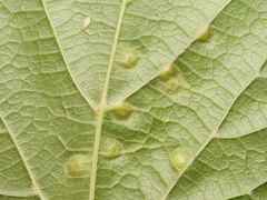 Didymomyia tiliacea