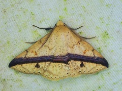 Ugia eugrapha