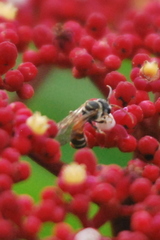 Lipotriches ceratina