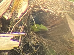 Psarisomus dalhousiae