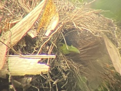 Psarisomus dalhousiae